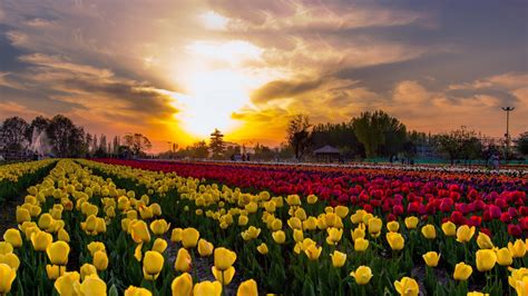 tulip festival 2024 dates